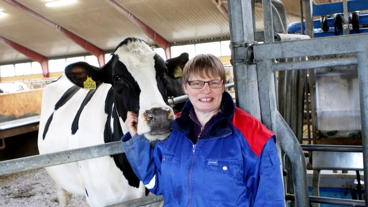 Lisbeth Klinge blev »Årets Holstein’er 2022«. Arkivfoto 