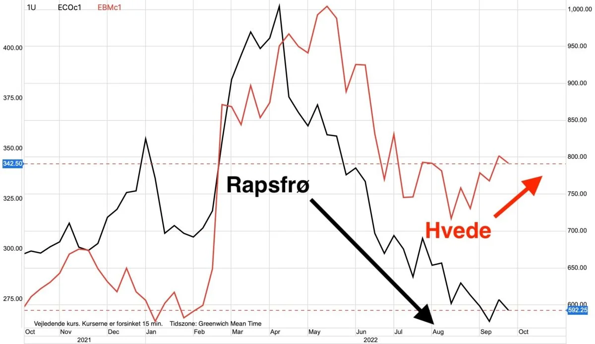 Ugegraf: Matif-hvede vs. rapsfrø i euro pr. ton
Hvedeprisen på Matif-børsen er forholdsvis høj set i forhold til prisen for rapsfrø på samme børs. Det ser ud til, at prisforskellen fortsat vil udvikle sig i hvedens favør.