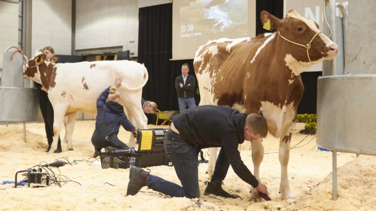 I år kan man deltage i DM i showmanship. Arkivfoto: Tenna Bang