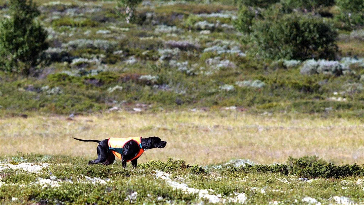 De orange veste gør både jægere og hunde langt mere synlige, og mindsker dermed risikoen for at blive ramt af vådeskud under jagten væsentligt. Arkivfoto