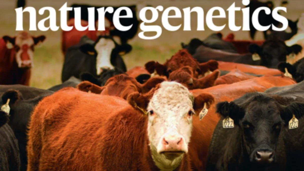 Forskere har genereret et genotype-vævsekspressionsatlas for kvæg baseret på analyse af 7.180 offentlige RNA-sekventeringsprøver. Forskningsresultatet er blevet udvalgt til forsiden af septemberudgaven af Nature Genetics.