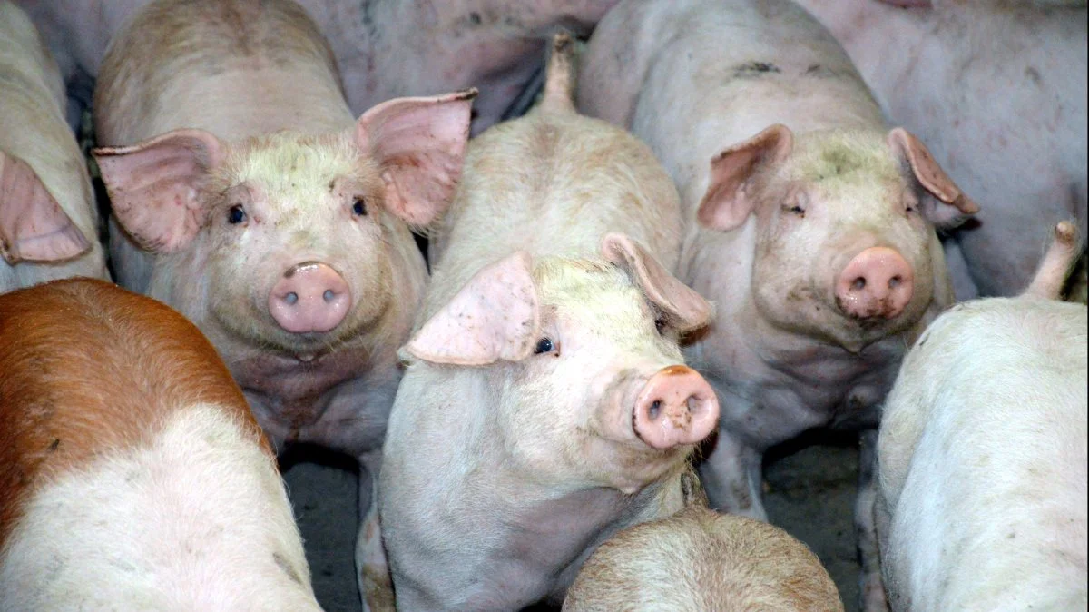 Leverandører af slagtesvin til Danish Crown kan fortsat forvente at få 12,40 kroner pr. kg for slagtesvin i vægtklassen 72 til 96,9 kg i uge 40. Foto: Camilla Bønløkke