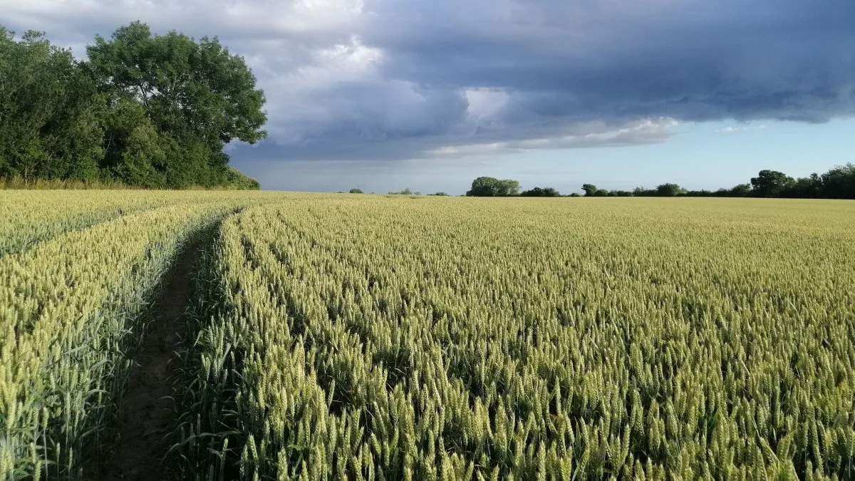 En veldrevet blandings-produktionsskov fjerner 5-7 ton CO2/år/ha. Men en hvedemark, der laver 8 ton kerne + 2½ ton halm, fjerner 14 ton CO2 /år /ha, skriver Anker Jacobsen. Arkivfoto