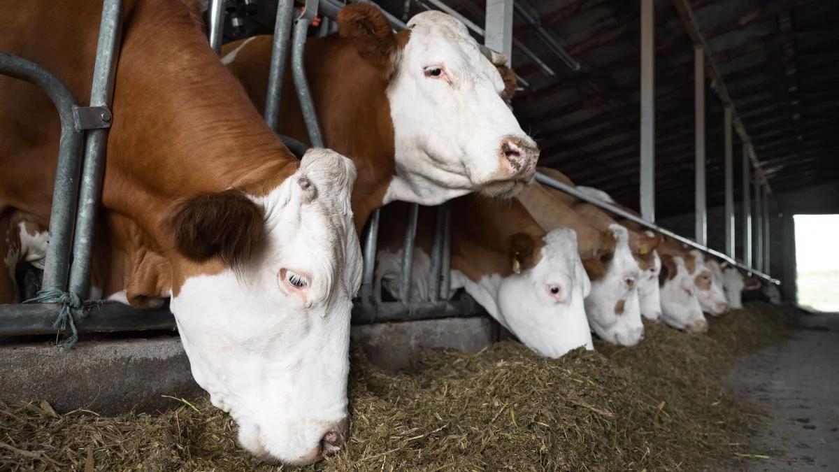 - Kigger vi på det danske marked, så er forbruget drevet af kampagner, siger Henning Sønnichsen, der er salgsdirektør i Danish Crown Beef, i slagteriets ugentlige markedsberetning. Foto: Bondarenco Vladimir