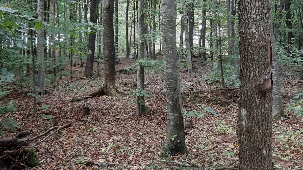 Gå en tur i din skov, gør dig nogle overvejelser og tag herefter snakken med skovfogeden og se, hvad der giver mening for din skov.