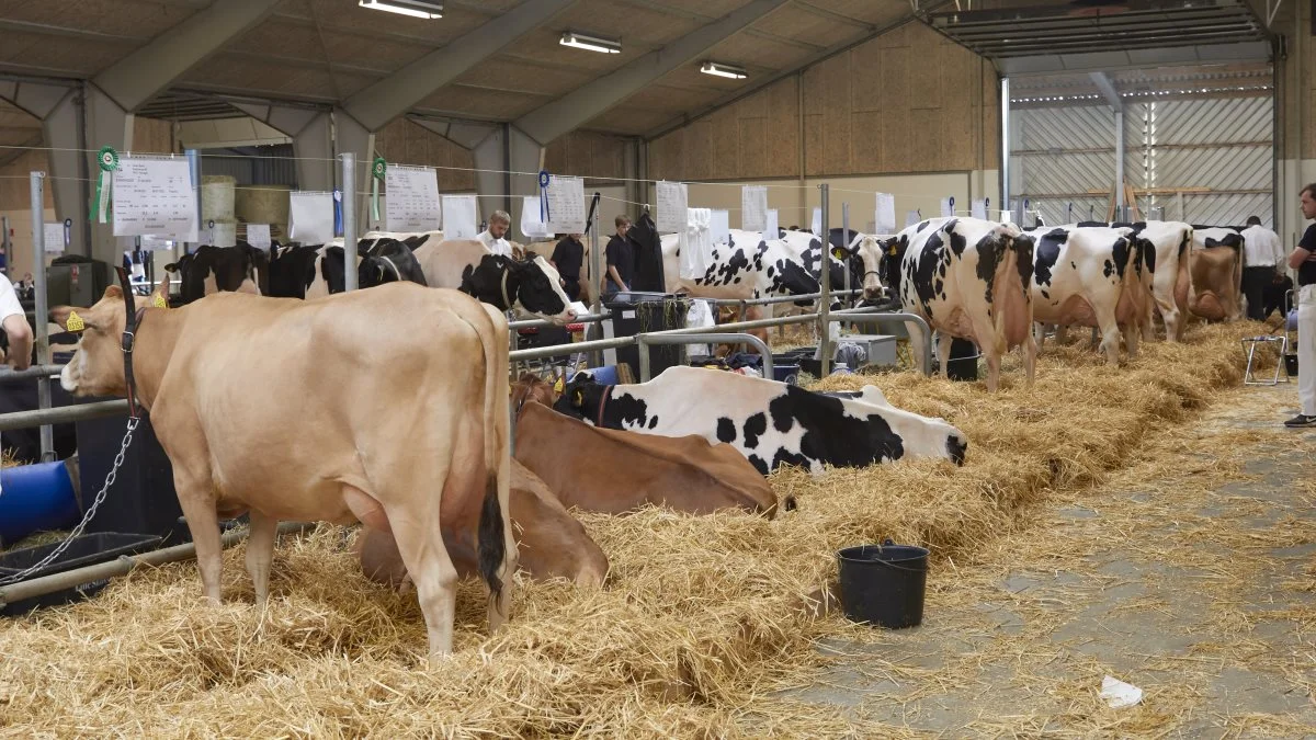 På fredag og lørdag finder Kimbrerskuet i Messecenter Vesthimmerland i Aars sted. Arkivfoto: Tenna Bang