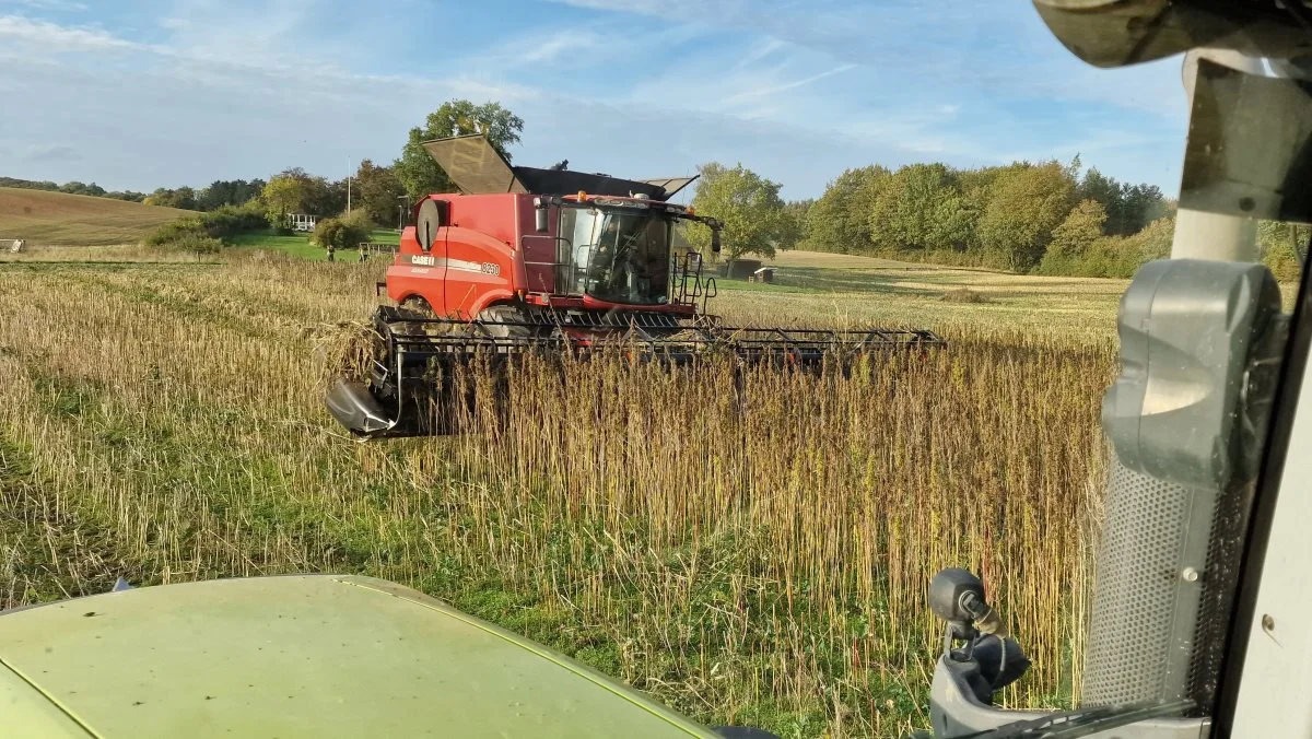 Skulle der komme regn i høstperioden, tørrer de opretstående og åbne hampmarker hurtigt op igen. Derfor er det som regel ikke et problem at høste helt hen mod 1. november.