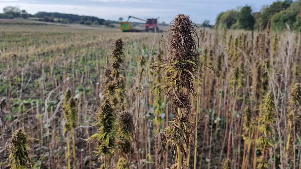 I vækstsæsonen er hamp meget hurtigtvoksende og bladrig, så den giver ikke ukrudt mange chancer. Her ved høst er den imidlertid kun en smal frøstand uden blade, hvilket gør den nem at høste.