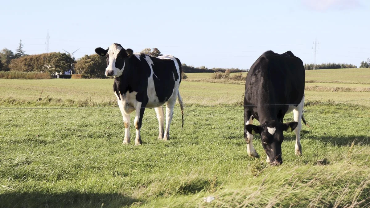 De 210 malkekøer ved Mogens Jeppesen fodres nu ikke længere med soja, hvilket er helt fint for den økologiske mælkeproducent. Arkivfoto