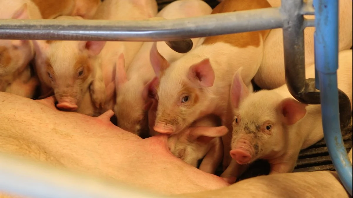 Efter den tyske slagtesvinenotering er faldet med 10 cent (ca. 75 øre) i sidste uge, stabiliserer markedssituationen sig, skriver Danske Svineproducenter. Foto: Christian Carus