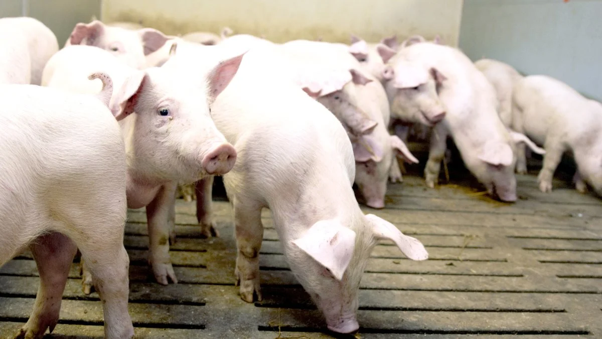 Leverandører af slagtesvin til Danish Crown kan fortsat forvente at få 12,40 kroner pr. kg for slagtesvin i vægtklassen 72 til 96,9 kg i uge 41. Foto: Anne Kjærsgaard Krogh