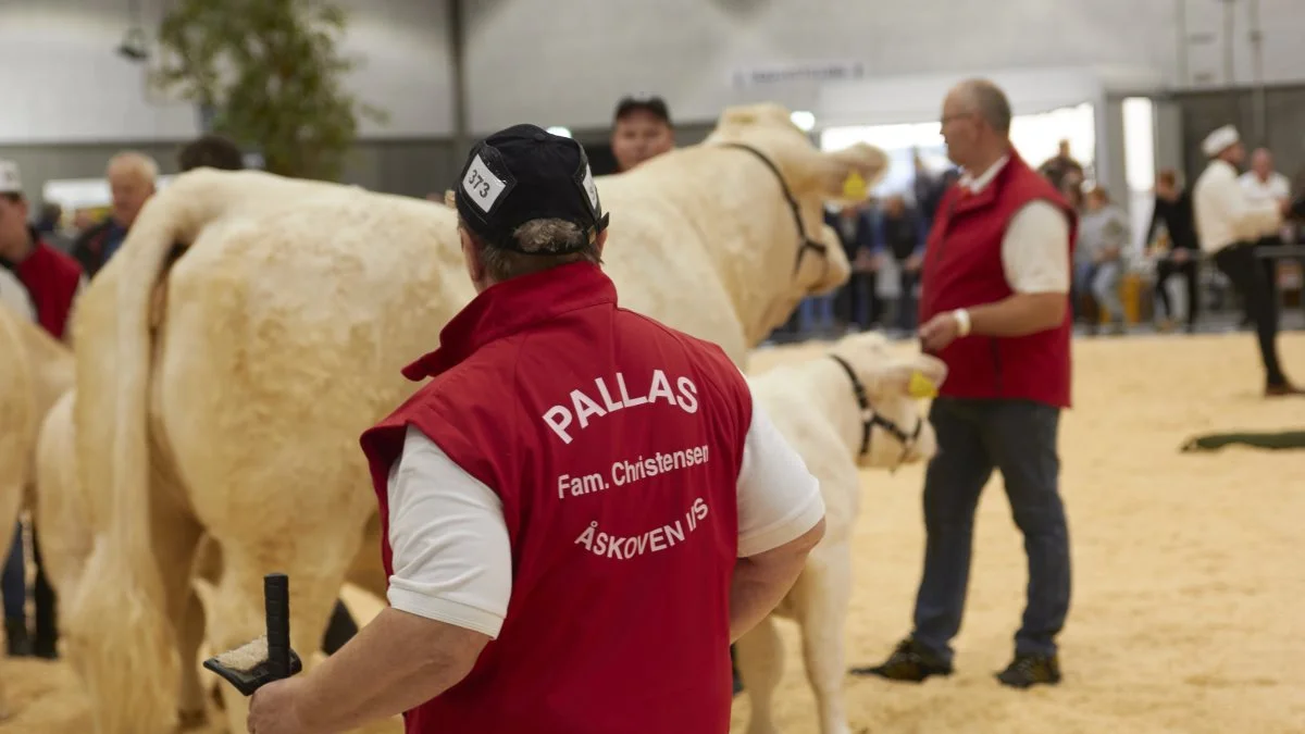 Kødkvægsracen Charolais blev også bedømt fredag.