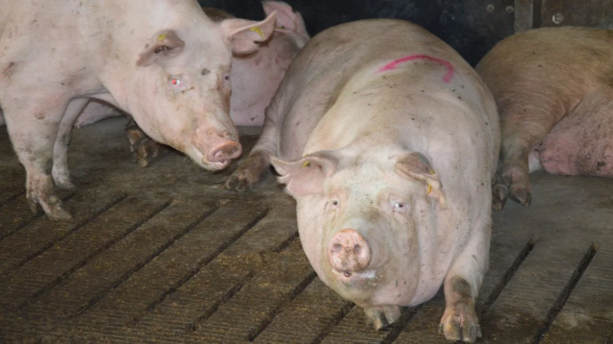 Blandinger med et højt indhold af protein – altså over 125 g ford. råprotein pr FE – mistænkes, ifølge Emma Friis Lauritsen, også for at stimulere vækst i levervævet.