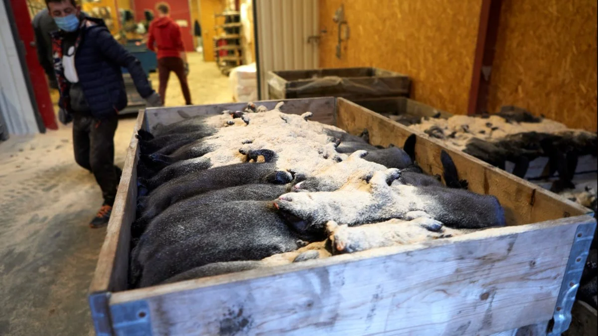 Flere millioner mink blev aflivet efter pressemødet den 4. november 2020, hvor statsminister Mette Frederiksen slog fast, at minkvarianten cluster-5 kunne være skadeligt for blandt andet vacciner mod coronavirus. Foto: Erik Hansen.