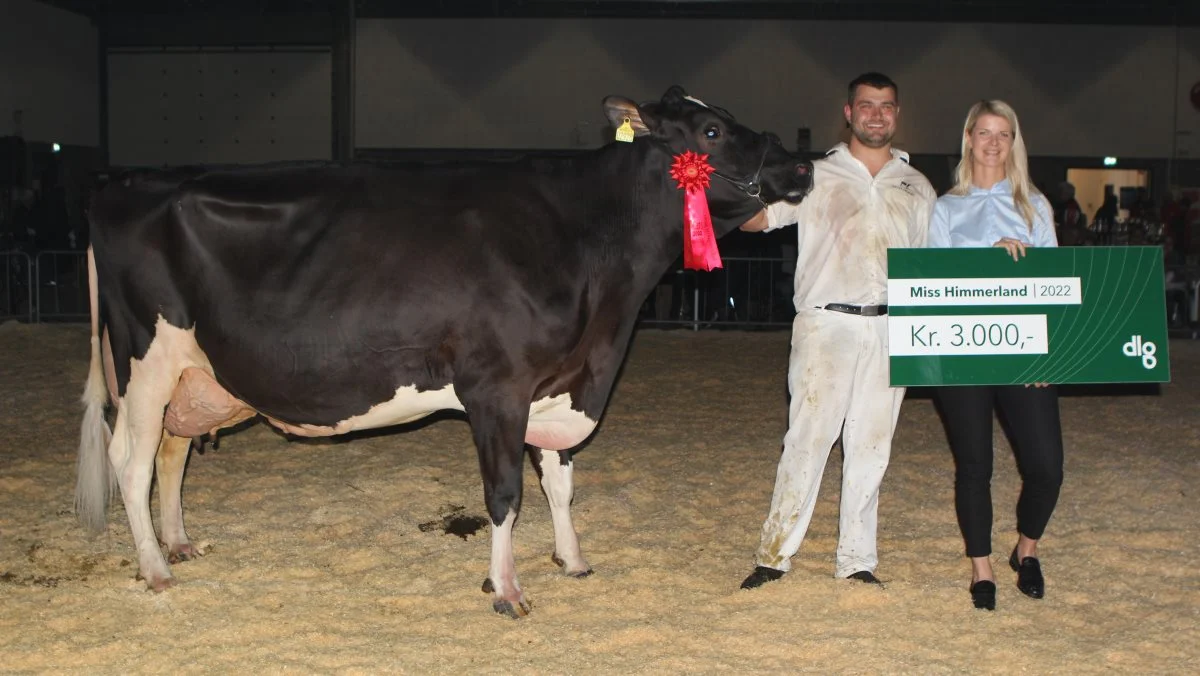 »Miss Himmerland« 2022 blev denne fjerdekalvsko fra Skovgaard Holstein ved Them. Koen løb desuden med titlerne »bedste ældre ko« og »Kimbrerkoen«. Foto: Line Brusgaard