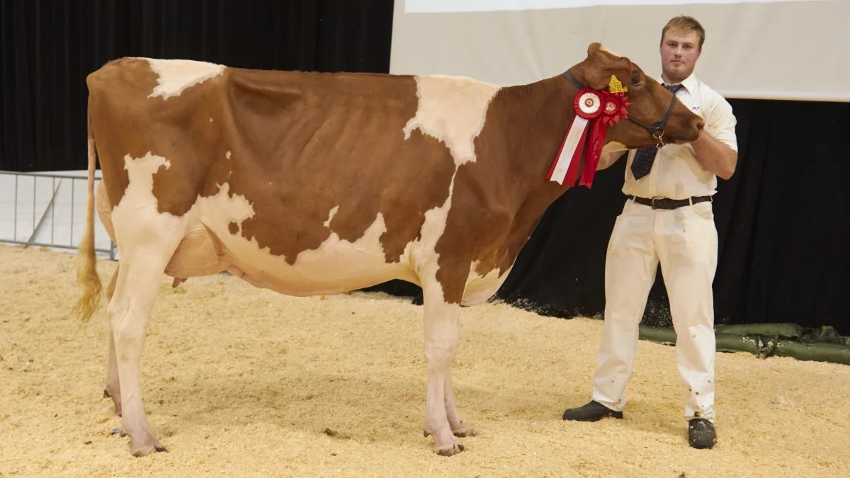 Bedste yngre DRH: 25835-03958, Splendid P-datter fra Raunhøj Dairy, Hjortshøj 