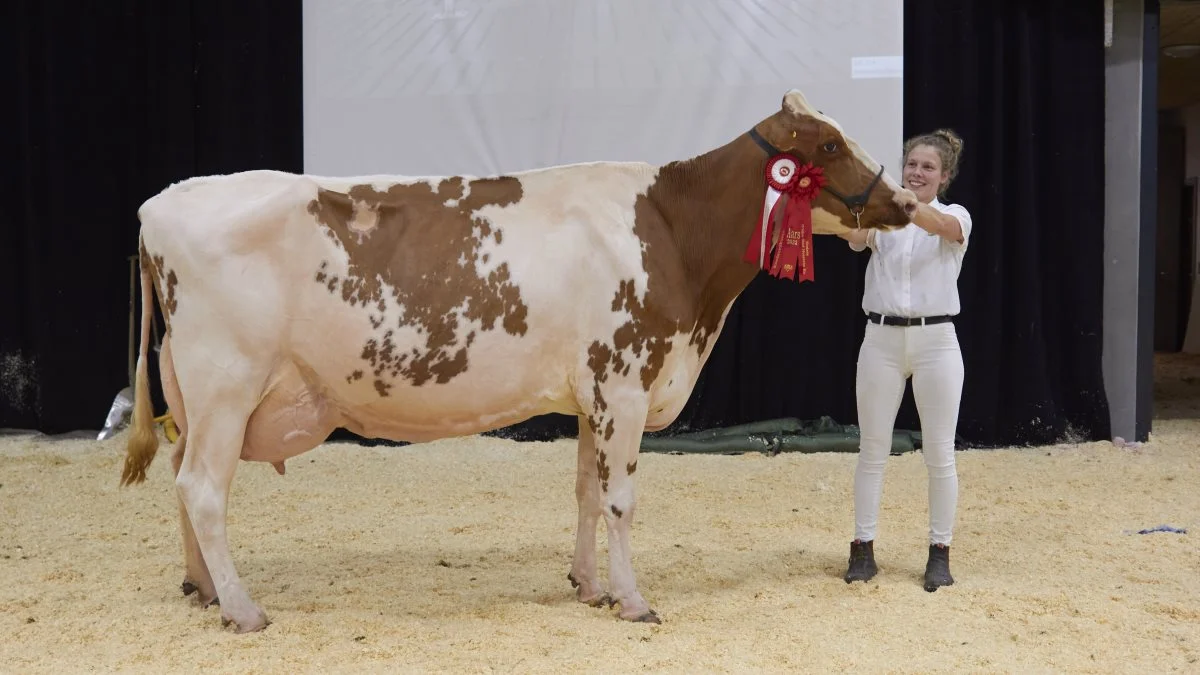 Bedste ældre DRH: 25835-03225, Bama-Red-datter fra Raunhøj Dairy, Hjortshøj 