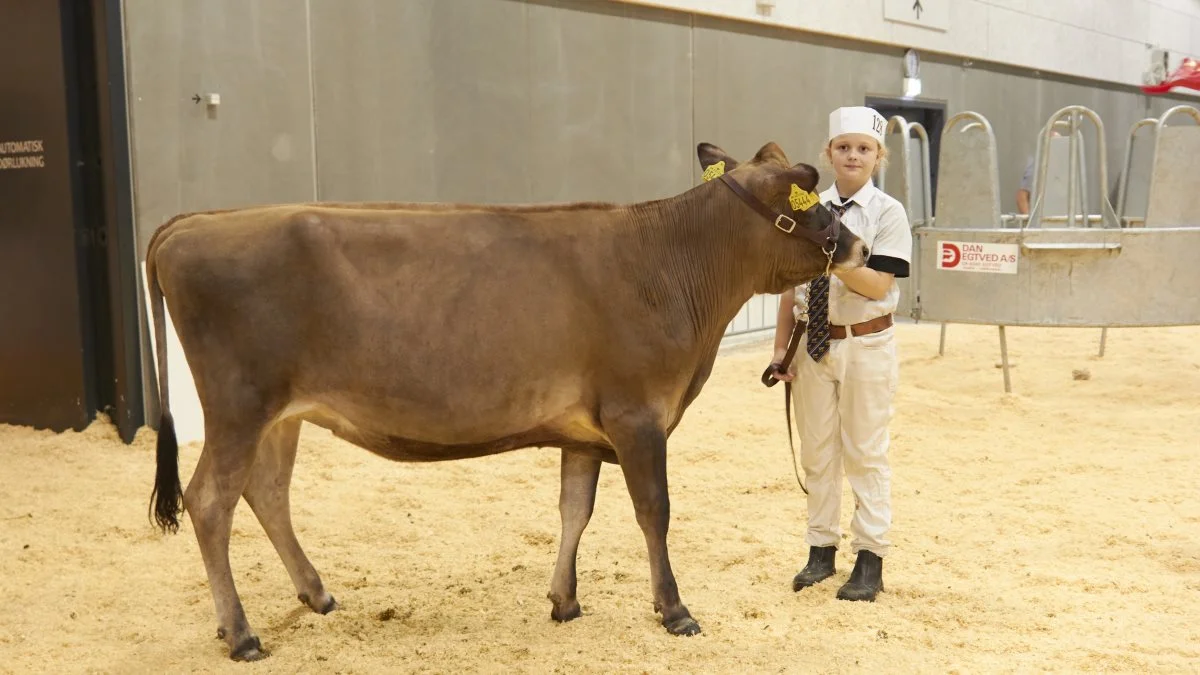 Bedste Jersey-kvie: 51763-05444, Dalton P-datter fra Dueholm, Skive