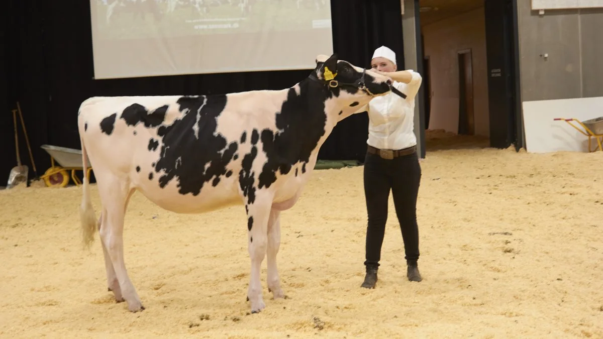 Bedste DH-kvie: 25184-09090, Doorman-datter fra Skovgård Holstein, Them