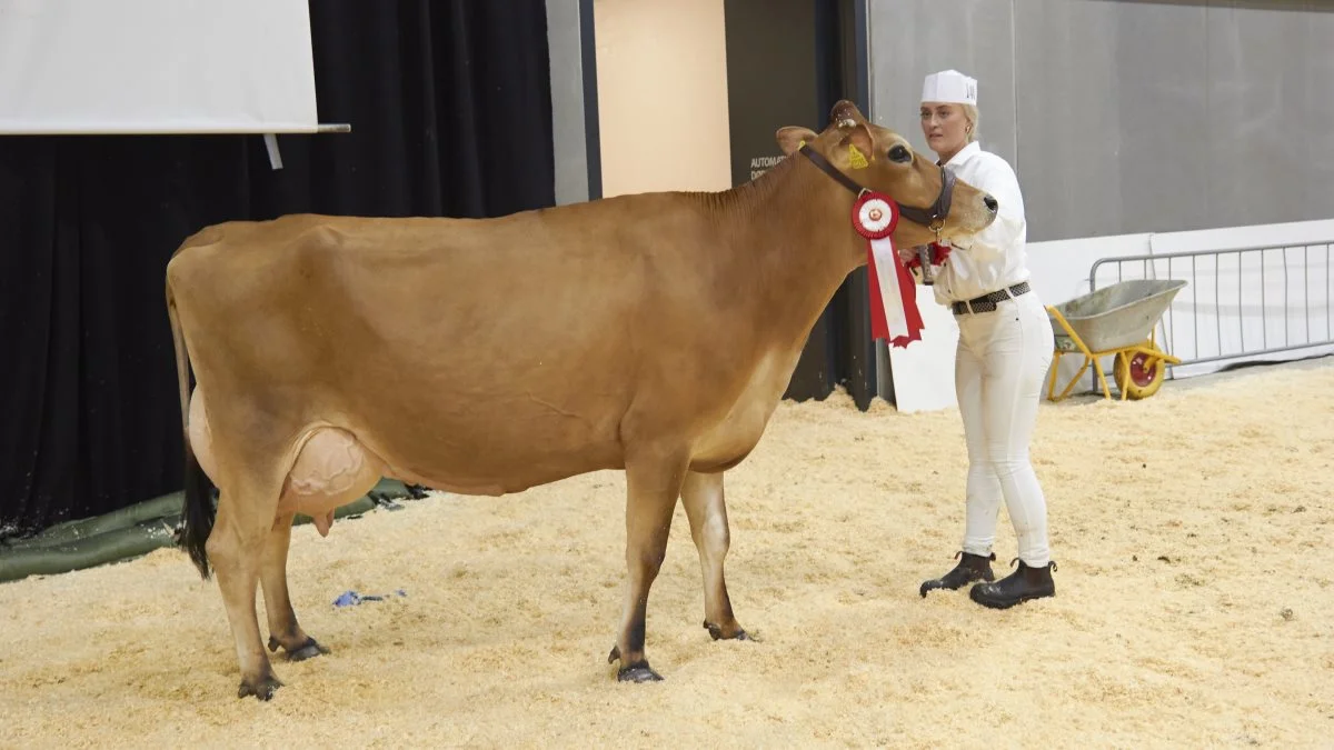 Bedste ældre Jersey: 64510-01812, VJ Hilux fra Christoffer Østergaard, Aars