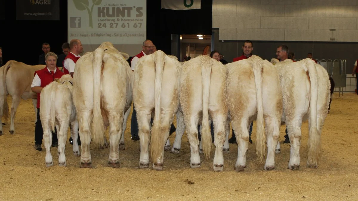 Bedste besætningsgruppe: Charolais-gruppe fra Pallas Charolais ved familien Christensen, Bindslev