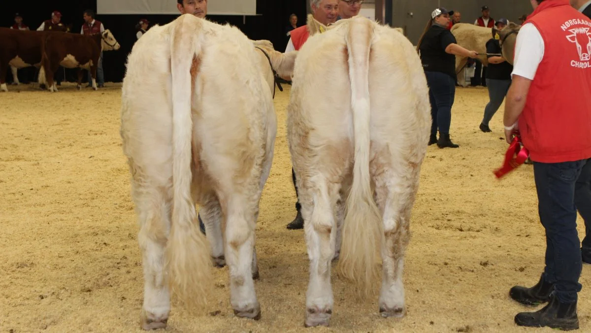 Bedste par: Charolais-par fra Nørgaard Charolais ved Mads og Stig Bjerregaard, Øster Assels