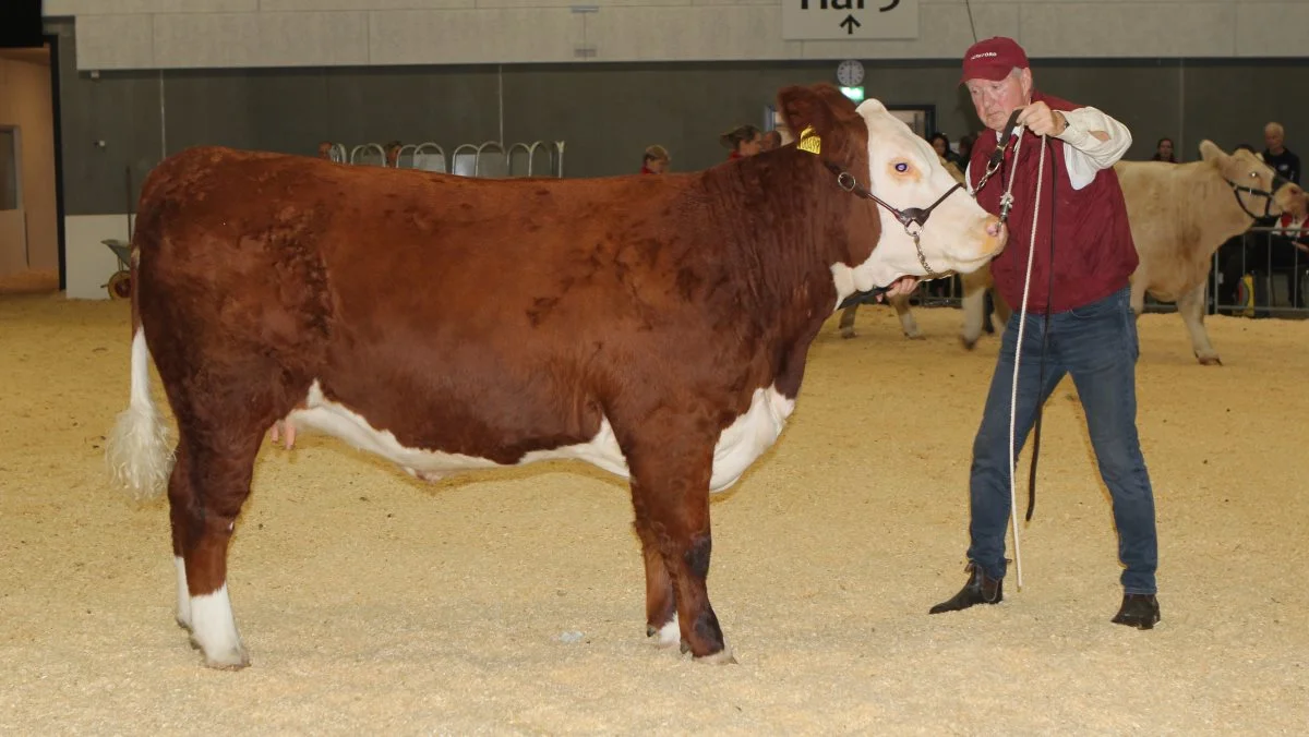Bedste kvie max. 24 måneder efter insemineringstyr: hereford-kvie, Rosenkær Rose fra Bent Sørensen, Assendrup