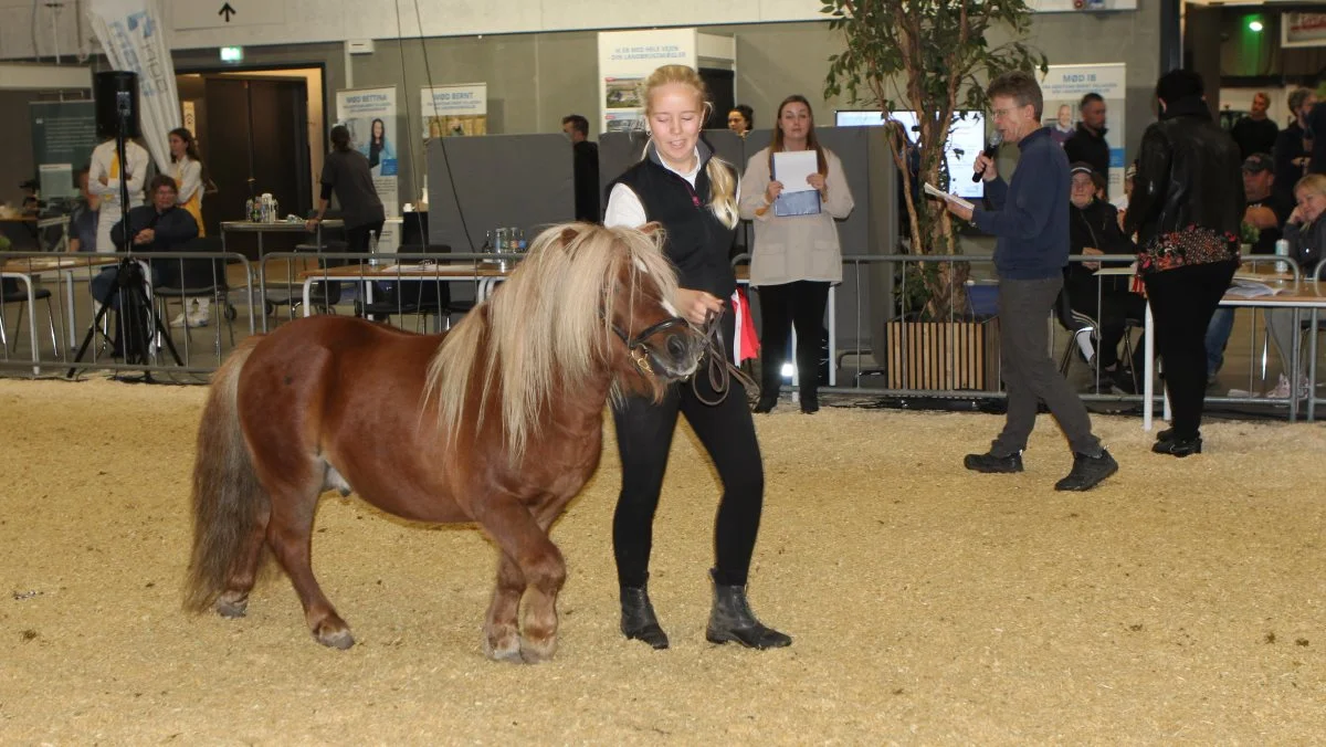 Bedste hingst: Shetlandspony, Højlunds Messi fra Stutteri Brøis ved familien Dahl, Skive