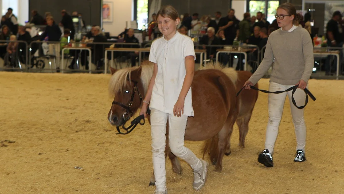 Bedste ponyføl: Shetlandsføl, Saxos Coco fra Carsten Krarup Pedersen, Roslev