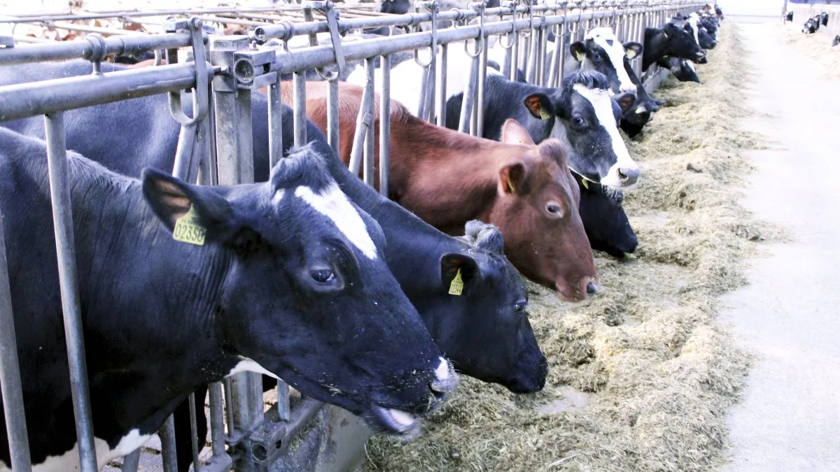 Den globale efterspørgsel på mejeriprodukter stiger, både fordi verdens befolkning vokser og fordi velstanden stiger i mange lande. Det nye professorat og forskningsprojekt skal sikre at mælkeproduktionen fortsætter med at blive endnu mere bæredygtig.