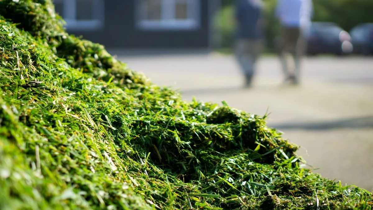 Raffinering af græsprotein er et af fokusområderne for den danske plan for landbrugsstøtten. 