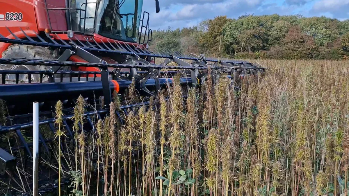 De sidste hampfrø blev høstet på Hesselagergaard Gods i torsdags og videreforarbejdes nu på Dava Foods Ingredients anlæg ved Thisted til forskellige produkter. Fotos: Jørgen P. Jensen
