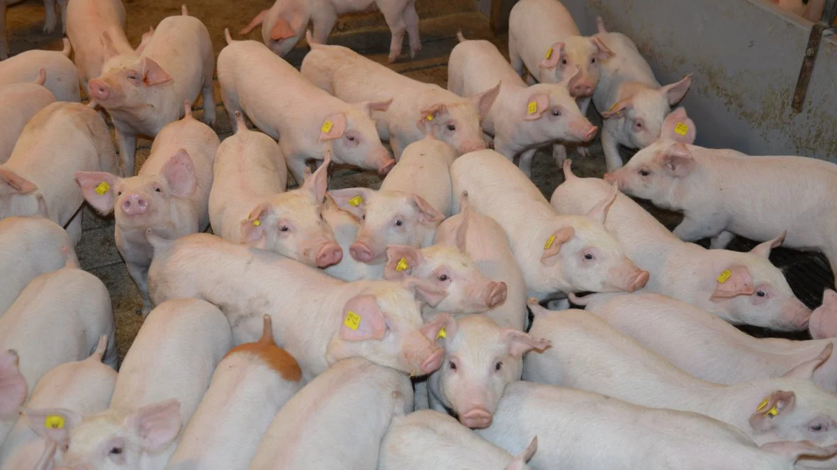 Besætningen på Langagergaard I/S forsøgte sig allerede med udfasning af medicinsk zink i juni 2021 på opfordring fra Vilomix og Danish Agro.