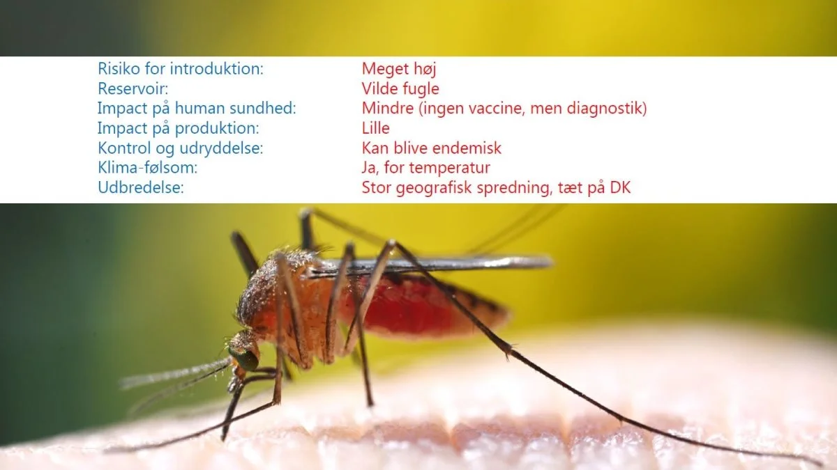 På grund af ændret klima er der flere eksotiske sygdomme, der rykker nord på med myg, som kan overføre smitten. I dette tilfælde drejer det sig om Vest Nile virus, der kan overføres til mennesker via myg fra heste, fugle og fjerkræ og vildtlevende dyr. Kilde: Rene Bødker, Københavns Universitet. 