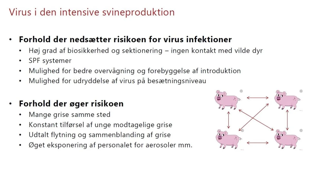 Der er både fordele og ulemper ved den moderne, intensive svineproduktion i forhold til risikoen, for at zoonoser kan udvikle sig til nye pandemier. Kilde: Professor Lars Erik Larsen, Københavns Universitet.