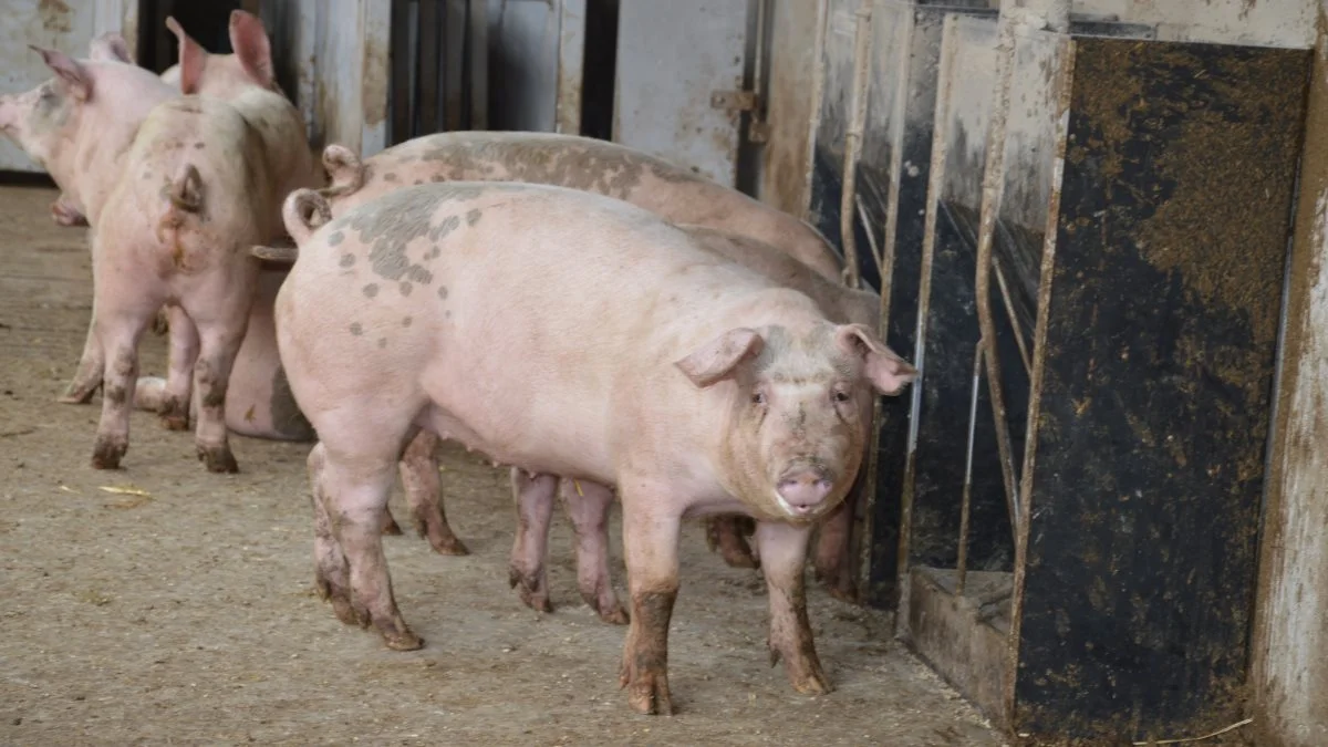 Nye fosforlofter kan for mange økologer betyde et øget arealkrav på bedriften med seks procent. Fotos: Camilla Bønløkke