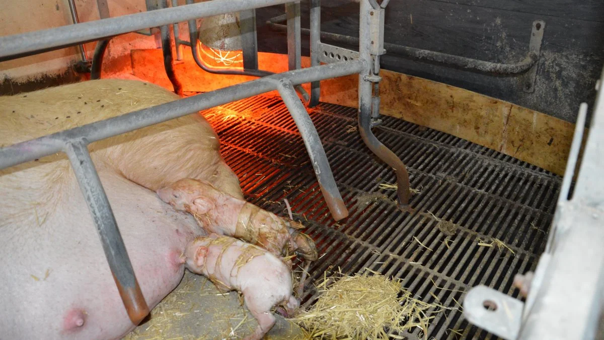 Det handler om at få tændt varmelamperne i tide, så de nyfødte ikke når at blive kolde og får en for lav kropstemperatur, før det er for sent. Foto: Camilla Bønløkke
