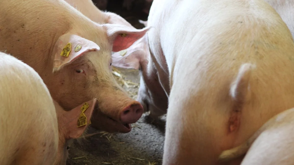 De bedste svineproducenter leverer fortsat overskud på dækningsbidragene, mens den nederste kvartil halter gevaldigt efter. Arkivfoto: Christian Carus