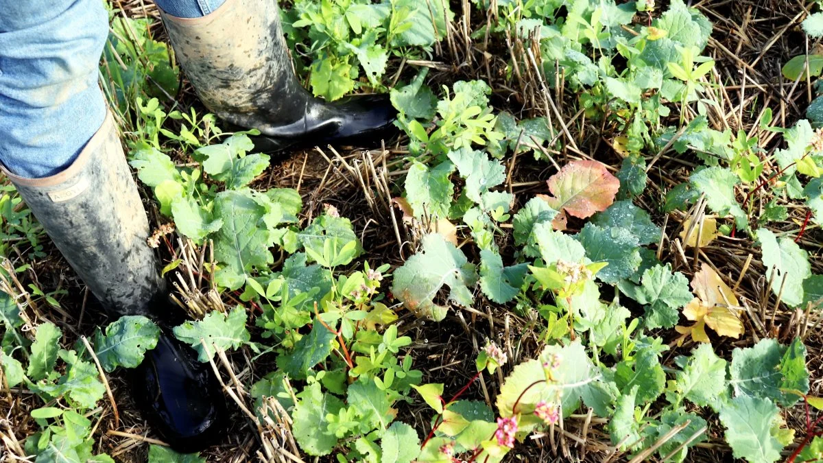 Der opstår ved conservation agriculture en population af nyttedyr i form af rovinsekter, der holder skadelige insekter nede i en naturlig balance.