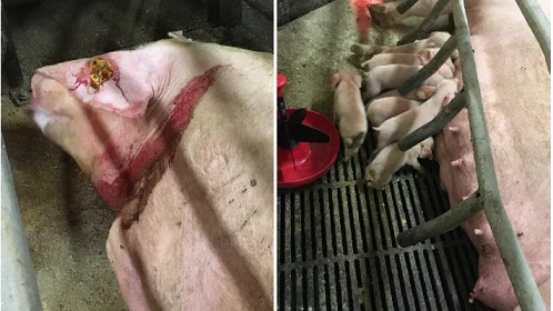 To seniordyrlæger fra Landbrug & Fødevarer vil på grisekongressen fortælle om, hvilke tiltag, der betyder mest for at undgå ny smitte med PRRS og afrikansk svinepest i besætningen. Arkivfoto 