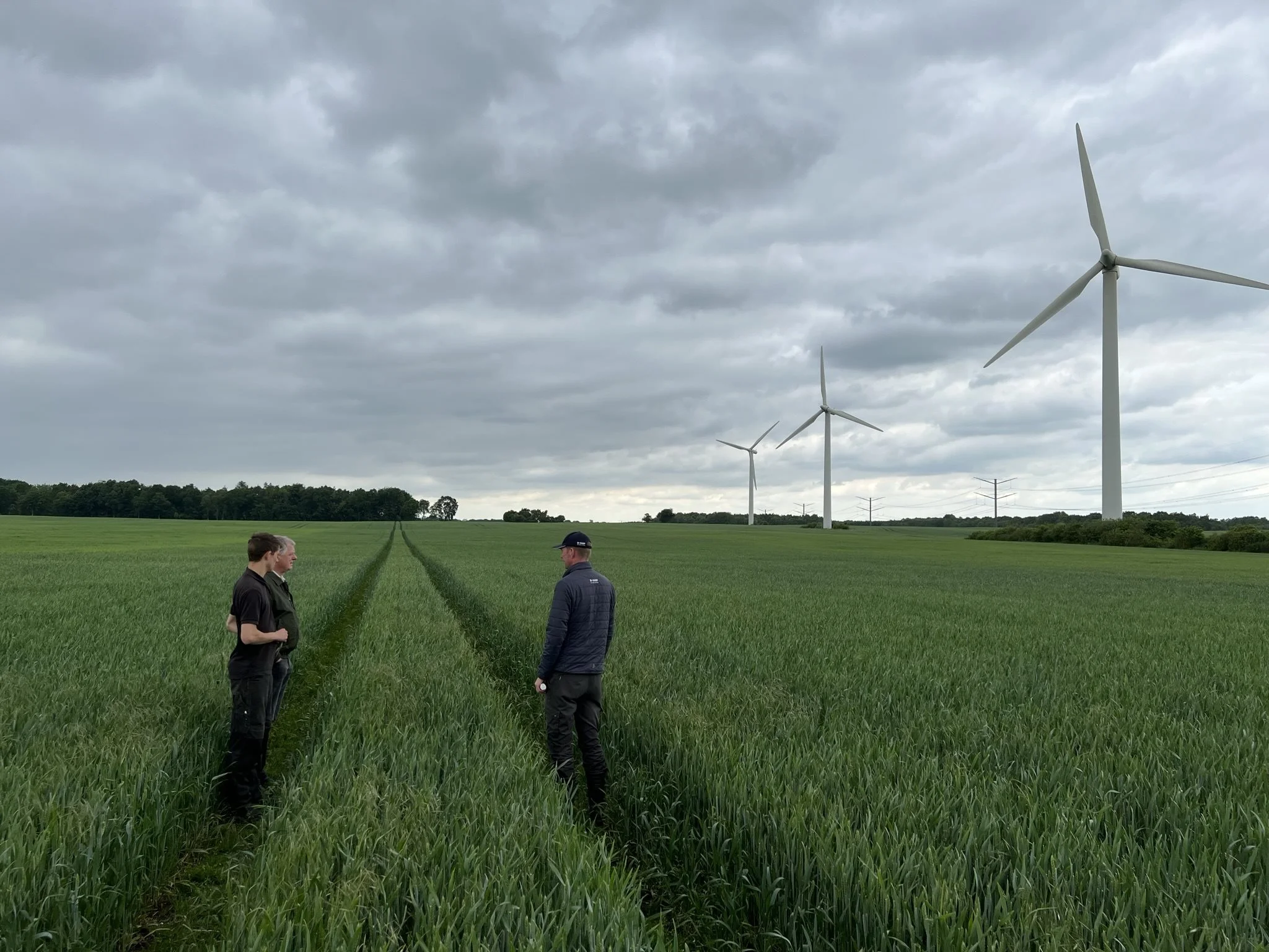 Da der blev målt klorofylindhold i markerne den 10. juni, var kvælstofbehovet i højere grad dækket, hvor der var anvendt Vizura, end hvor der var tildelt 20 kg kvælstof mere. Foto: Kasper Stougård 