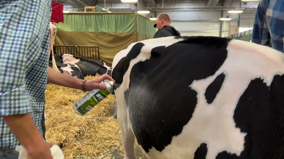 Køerne sprayes for at skinne i lyset til den store skønhedskonkurrence ved World Dairy Expo. Fotos: Rasmus Fouirnaies Vinther Sinding