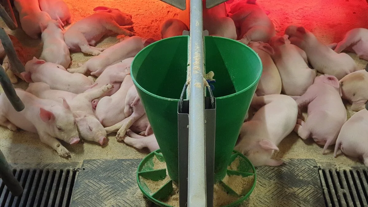 Allerede i farestalden skal der sorteres i sogrisene, inden øremærkerne sættes på. På dette tidlige tidspunkt skal man se efter, at de udvalgte sogrise har mindst 14 patter. Det er et vigtigt kriterium for at få nogle gode søer ud af det. Arkivfoto

