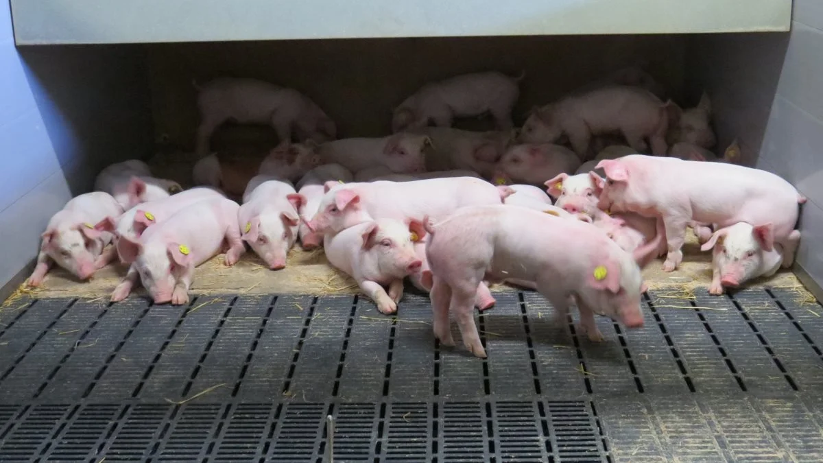 Det anbefales, at man sorterer sogrisene anden gang ved 30 kg, når de skal ud af klimastalden. Her skal klovene og benstillingen tjekkes, ligesom man skal kigge grisene efter for eventuel brok. Arkivfoto