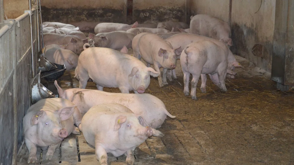 Omkring halvdelen af soholderne herhjemme producerer deres egne polte. Måske er denne andel faldende, blandt andet fordi det for nogen kan være et problem at skaffe og holde på kompetent mandskab. Arkivfoto