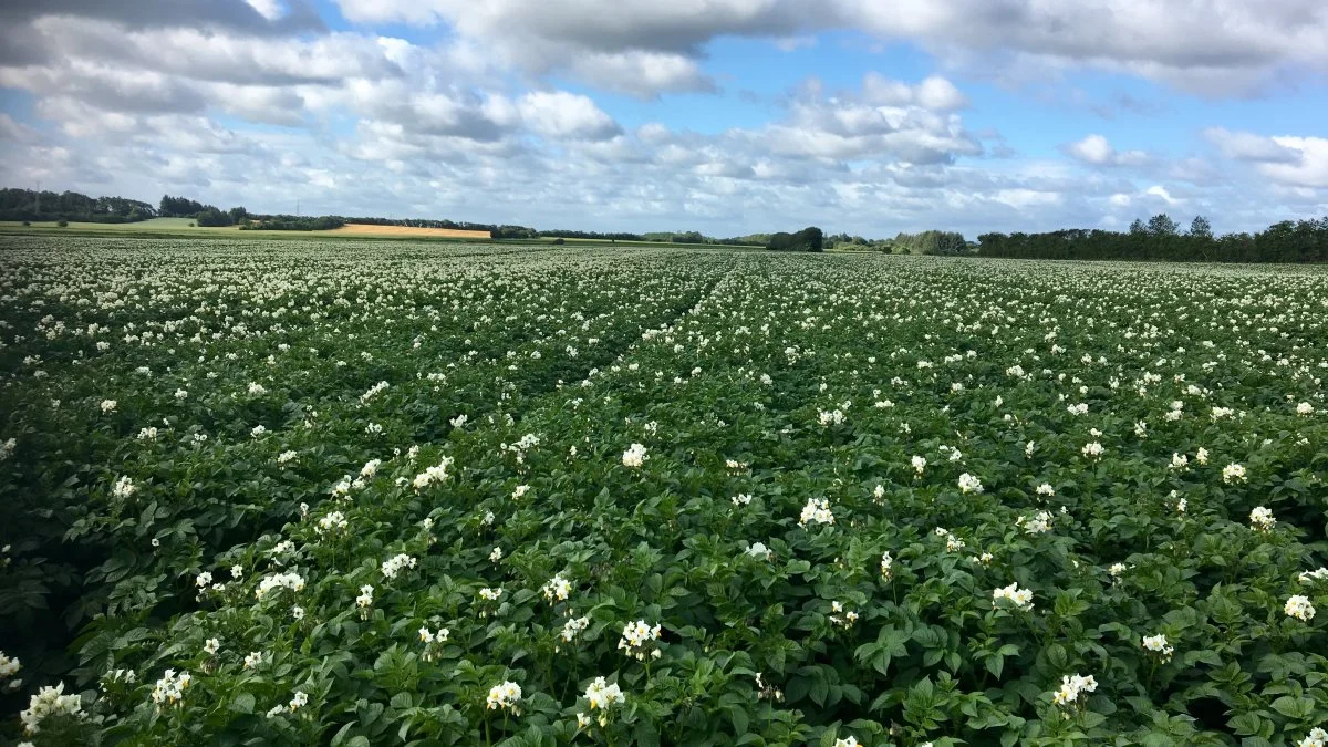 - Det er et logistisk svendestykke at holde styr på så mange hektar kartoffelmarker, siger Svend Bøgh, der er agrokonsulent hos AKV Langholt Kartoffelmelsfabrik.