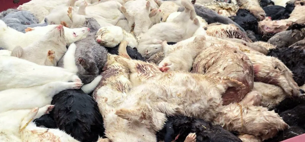 I forbindelse med afviklingen af erhvervet blev 15,3 millioner mink aflivet. Arkivfoto