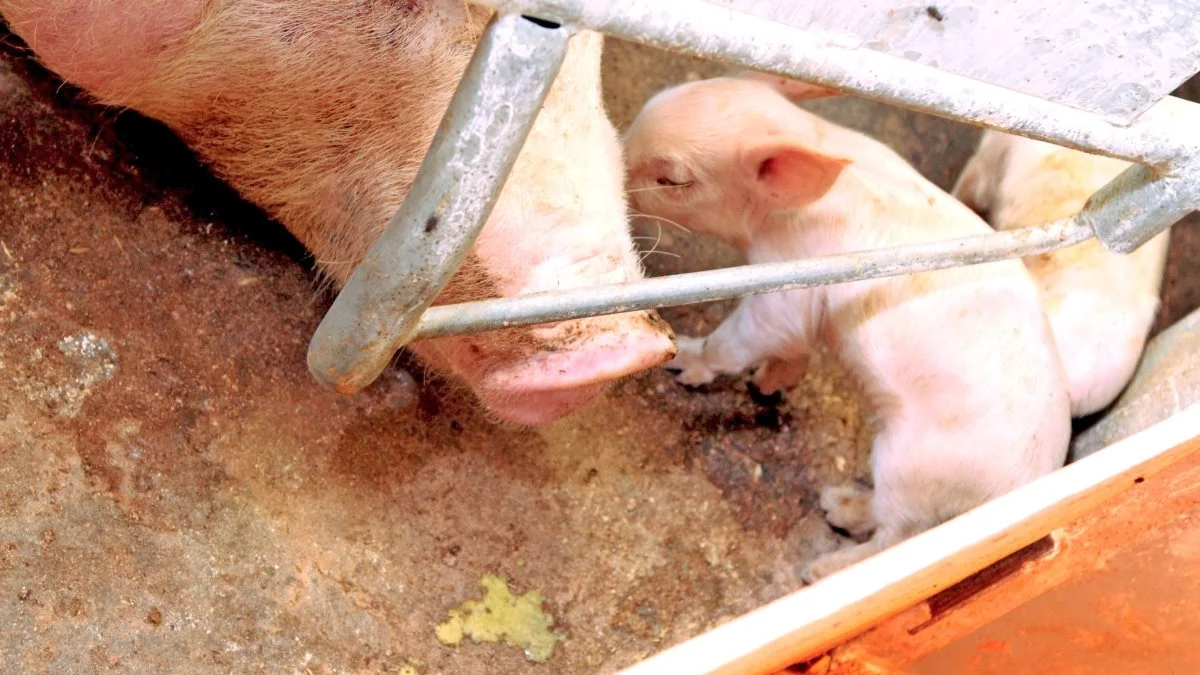 I de besætninger, der havde problemer, opstod diarréen indenfor de første tre levedøgn, viser undersøgelsen fra Ceva Animal Health. Arkivfoto