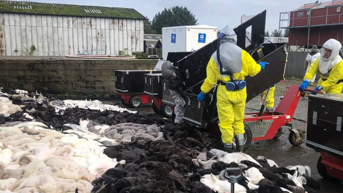 Det er snart to år siden, at flere millioner mink blev aflivet i Danmark. Men erstatningssagerne trækker fortsat ud, og nu er der afsat flere midler til at få skub i sagsbehandlingen. Arkivfoto: Brian Langballe Kristiansen	