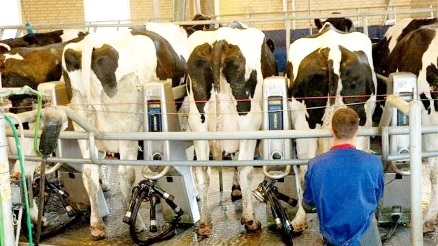 Drop afgifter på køers fordøjelsesprocesser, lyder det fra formanden for Landsforeningen Danske Mælkeproducenter. Arkivfoto